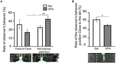 Impairments of social interaction in a valproic acid model in mice